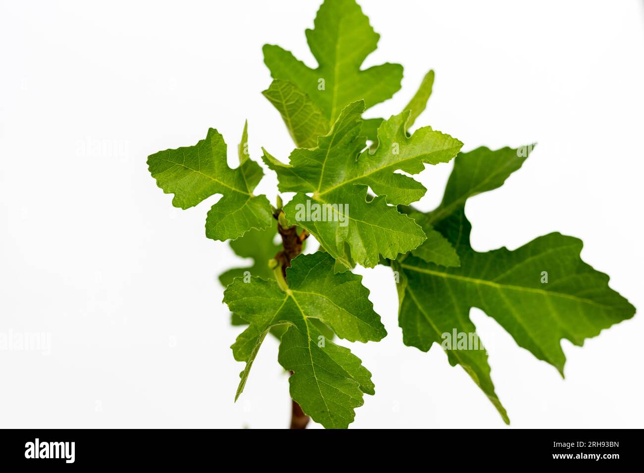 EURO PLANTS VIVAI Figuier Gentil Plante Fruitière Ancienne En Pot De 20 Cm Hauteur Maximale 170 Cm - Âge 2 Ans