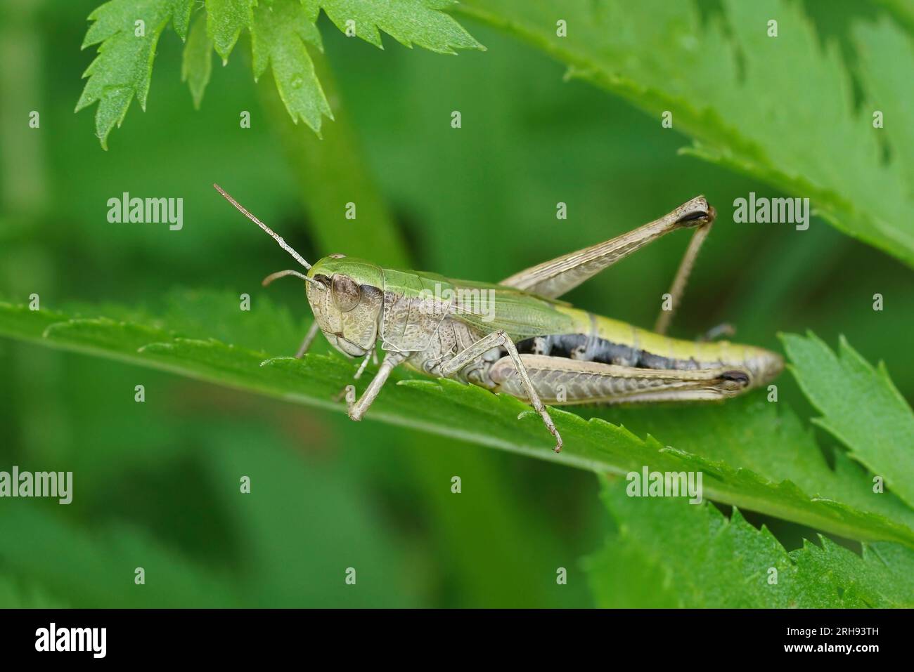 Gros plan détaillé sur la sauterelle des prairies européennes, Pseudochorthippus parallelus assis dans la végétation Banque D'Images