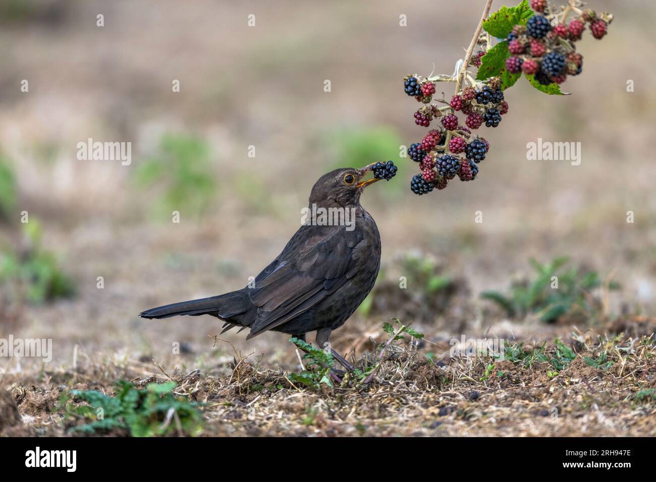 Blackbird ; Turdus merula ; femelle ; manger des mûres ; Royaume-Uni Banque D'Images