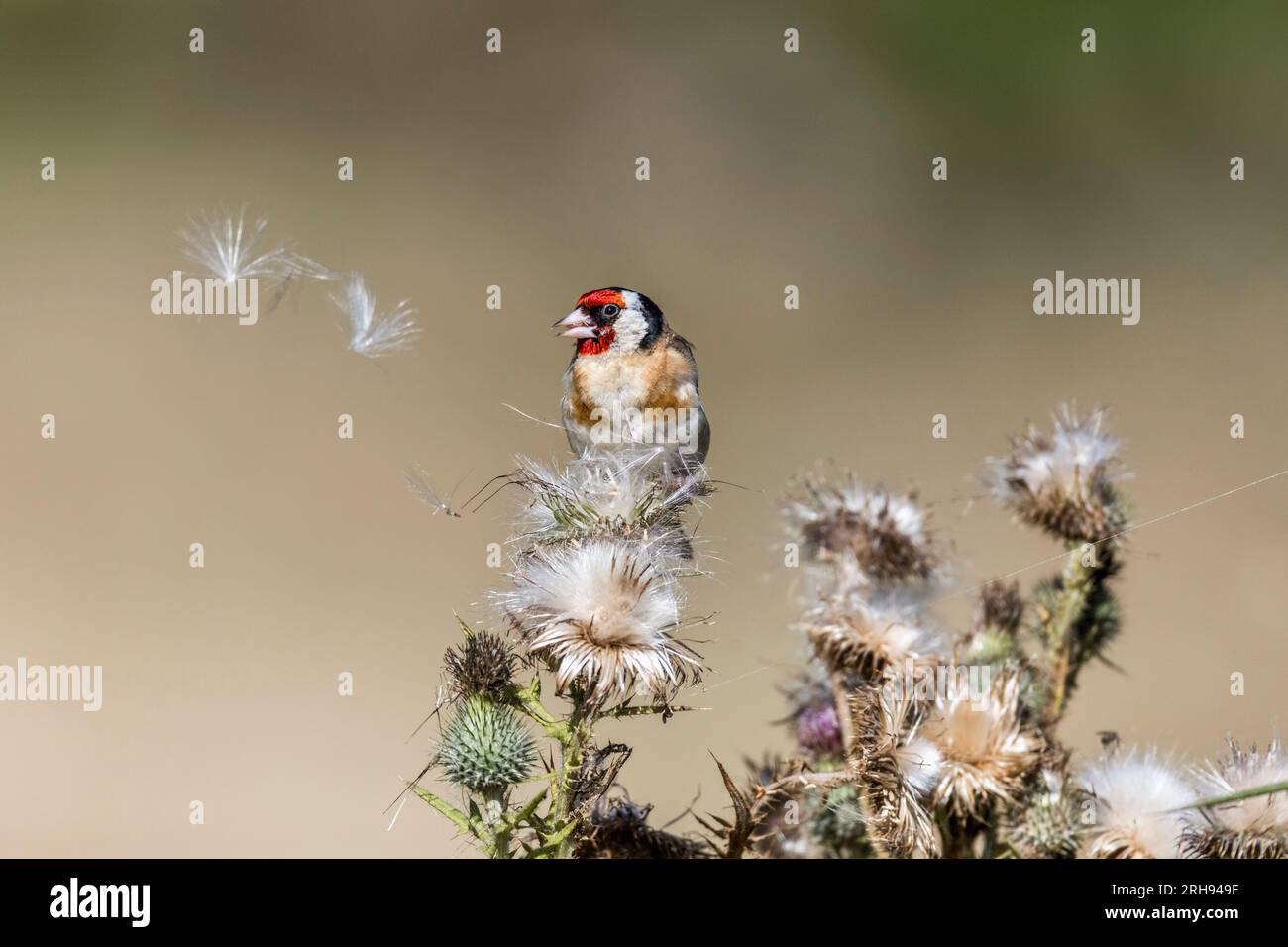 Goldfinch ; Carduelis carduelis ; graines de chardon mangeant ; Royaume-Uni Banque D'Images