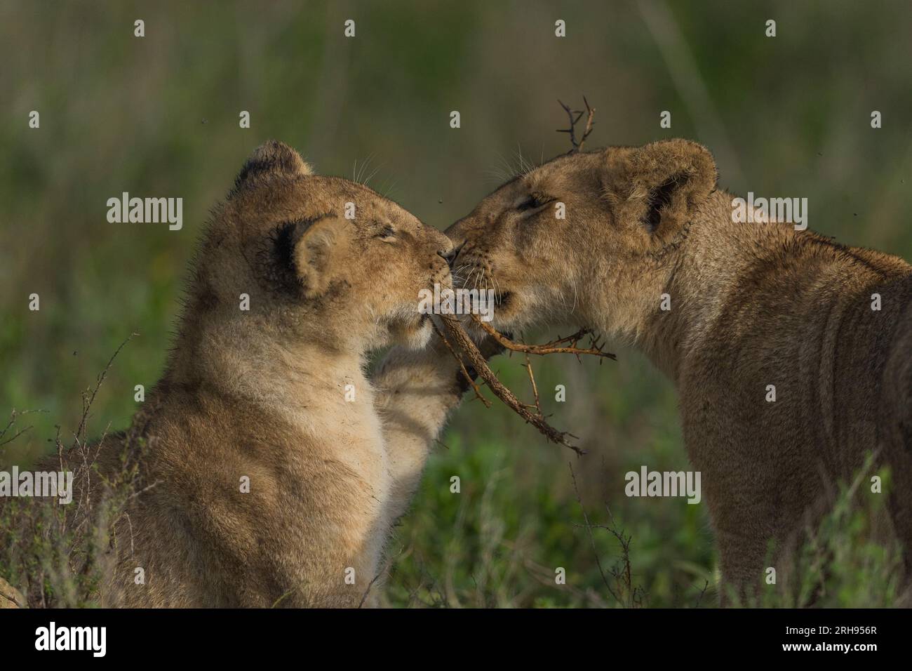 Le remorqueur de guerre entre les mignons petits lions. Ndutu, Tanzanie : des images ADORABLES montrent deux méchants lions qui se battent sur une brindille épineuse.une des images s Banque D'Images