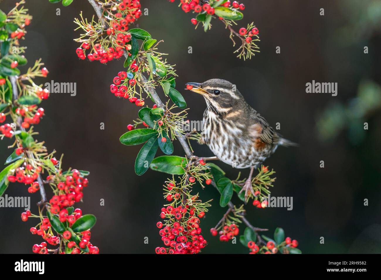 Redwing ; Turdus iliacus ; on Pyracantha Eating Berry ; Royaume-Uni Banque D'Images