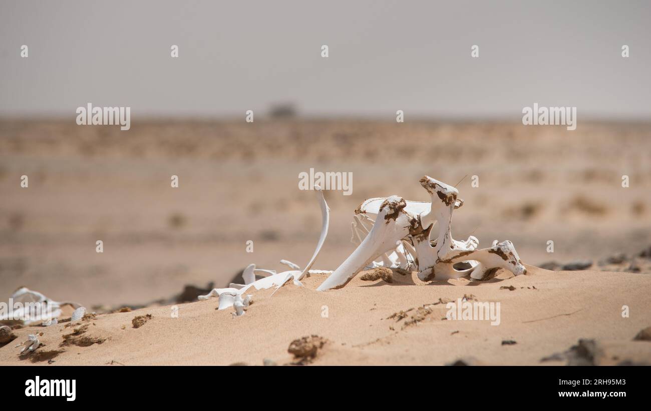 Les os d'un chameau dans le désert Banque D'Images