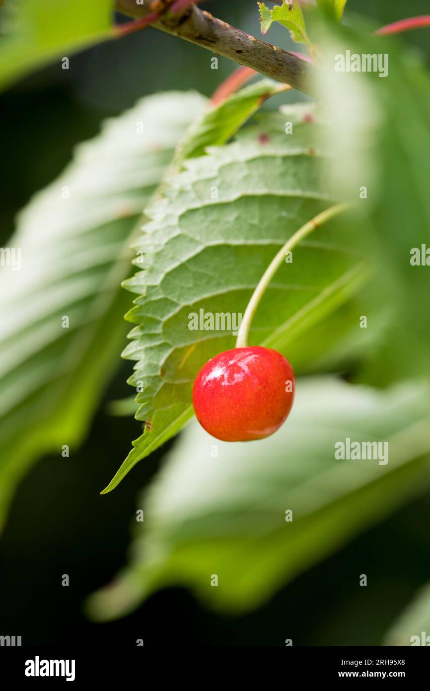 Cerisier sauvage ; Prunus avium ; fruit ; Royaume-Uni Banque D'Images