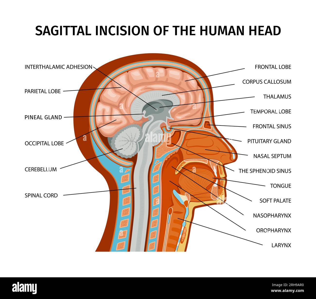 Anatomie de la composition humaine avec vue de profil de la tête humaine avec des parties colorées et illustration vectorielle de légendes de texte Illustration de Vecteur