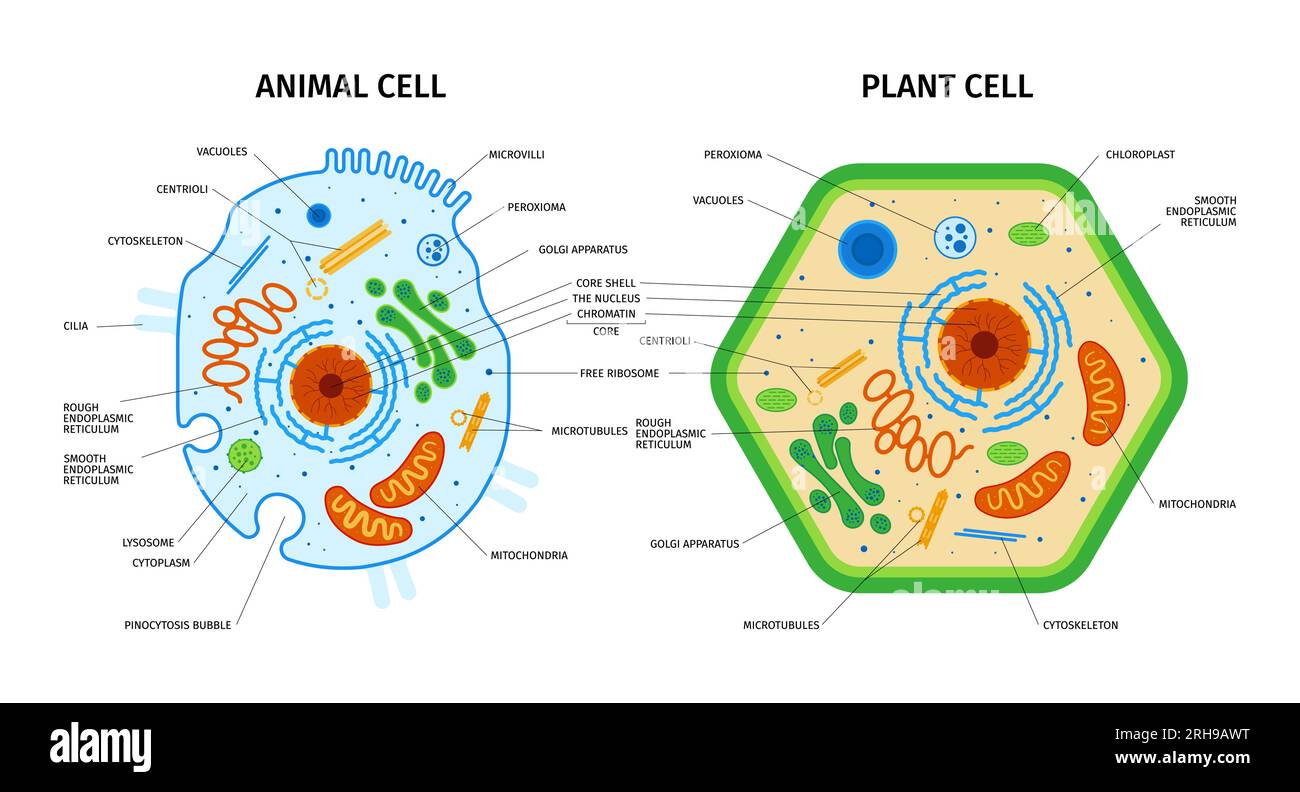 Cellules Anatomie cellulaire de la composition végétale et animale avec ensemble ...