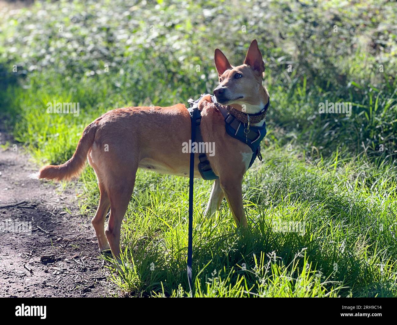Podenco une race de ne sont pas considérés comme des animaux, en vertu de la loi espagnole, ils sont considérés comme des « outils de travail » et tués dans les années 1000 chaque année Banque D'Images