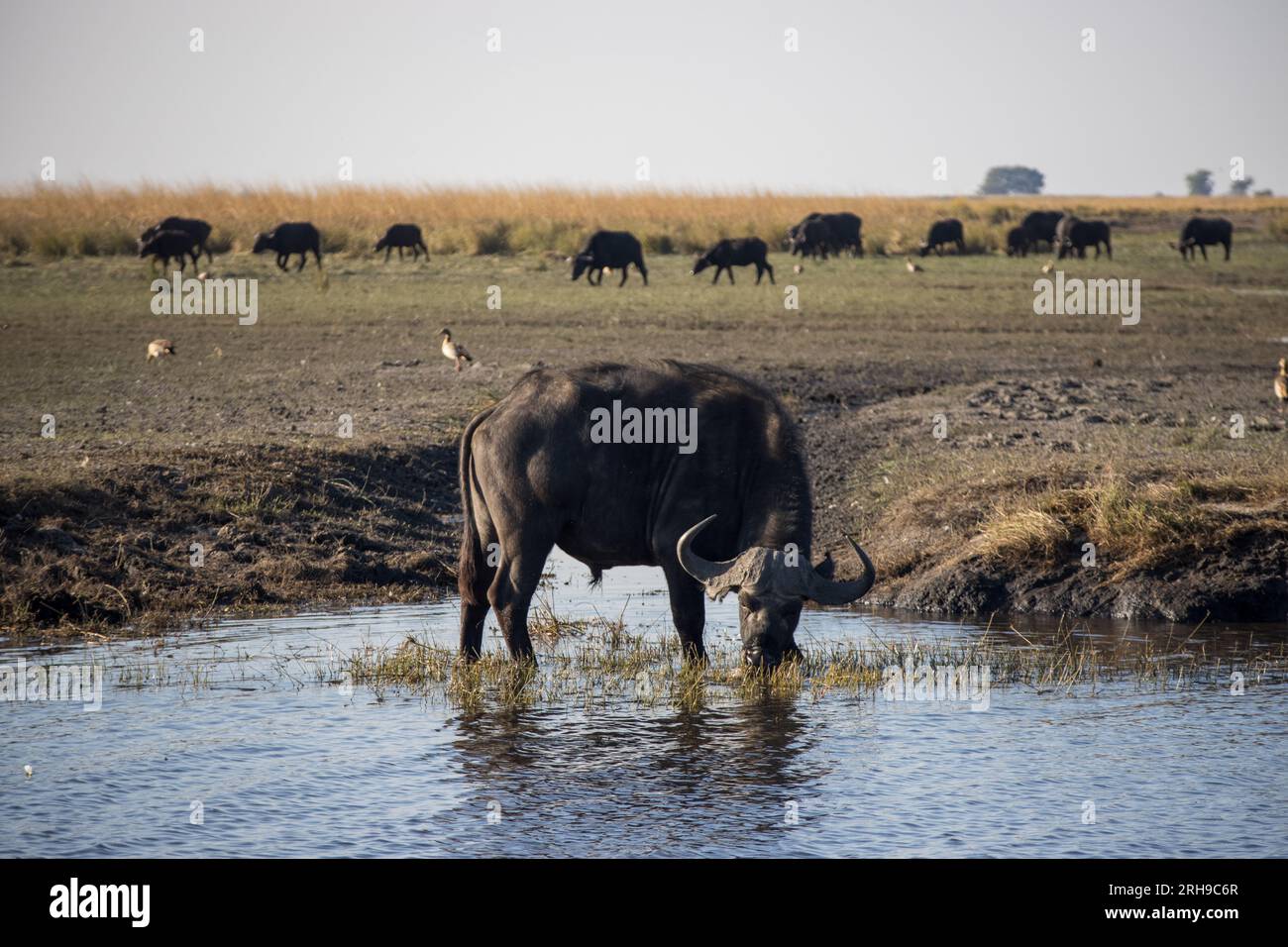 Buffalo dans le parc national de Chobe, Botswana Banque D'Images