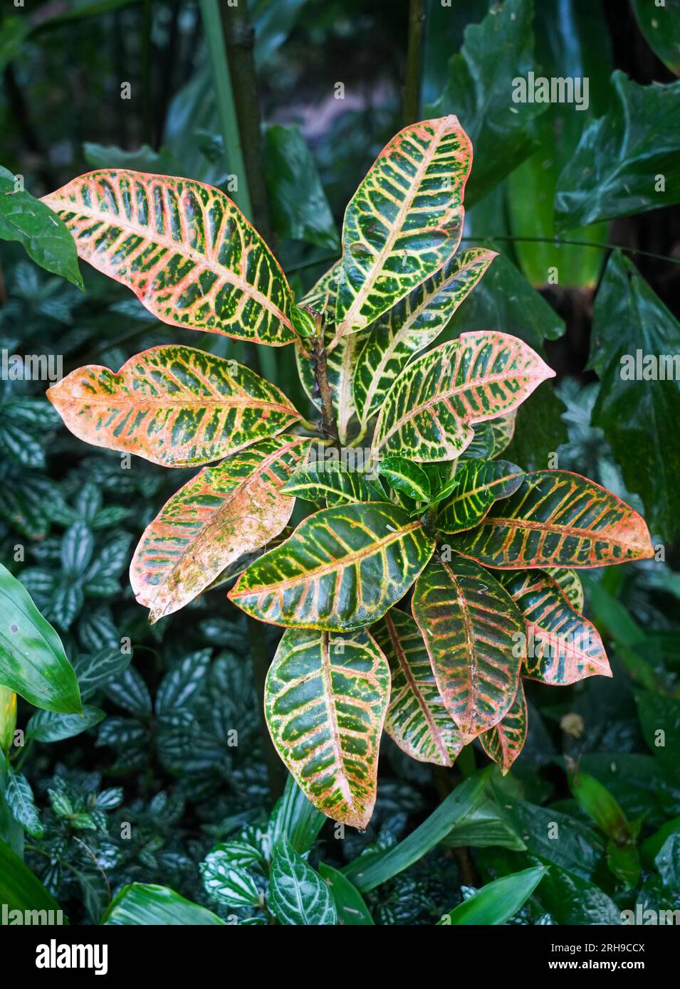 Plante exotique verte gros plan. Fond de plantes naturelles. Banque D'Images