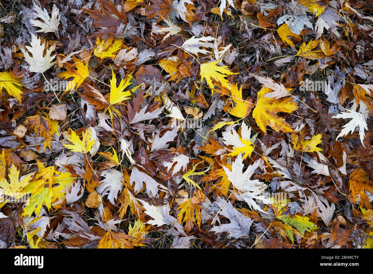 Fond de feuilles d'automne dans des couleurs vives. Banque D'Images