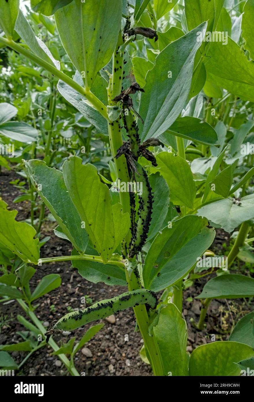 Gros plan de plantes de haricots larges poussant dans le jardin potager couvert de pucerons de mouche noire puceron en été Angleterre Royaume-Uni Royaume-Uni GB Grande-Bretagne Banque D'Images