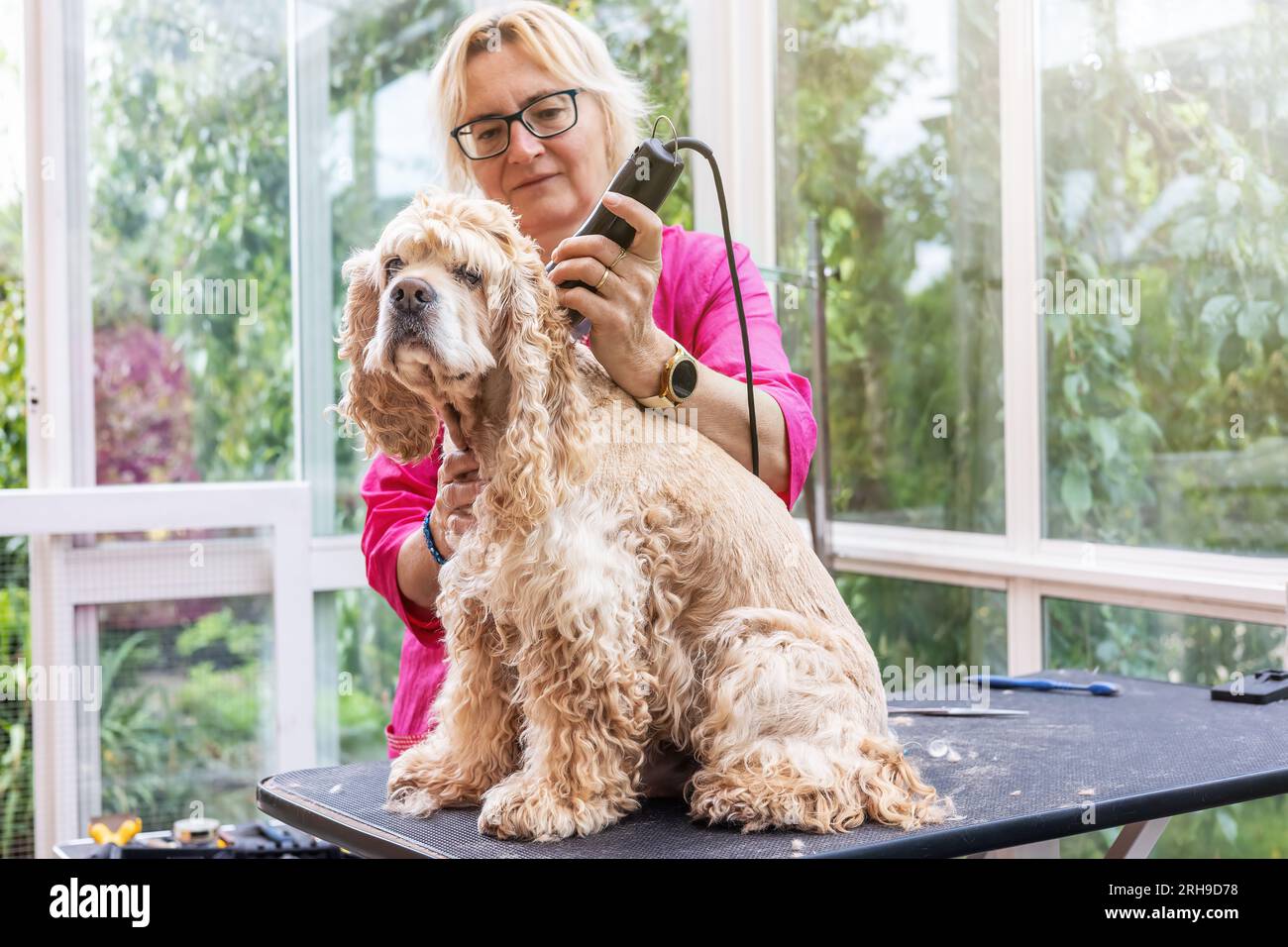 Femme toilette American Cocker Spaniel. Il y a un espace libre pour votre texte. Banque D'Images