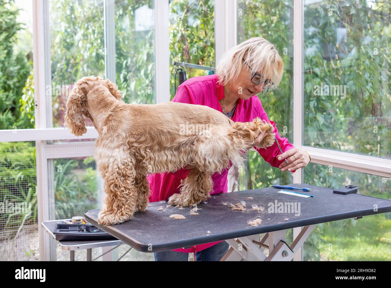 Coupe la jambe arrière de l'American Cocker Spaniel.by Proffessional toiletter. Horizontalement. Banque D'Images
