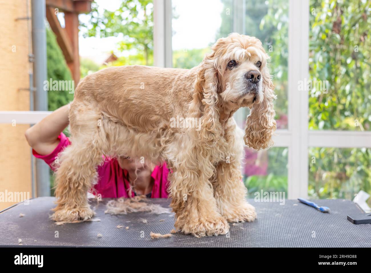 Coupe de l'American Cocker Spaniel. Le chien est debout sur la table de toilettage. Banque D'Images