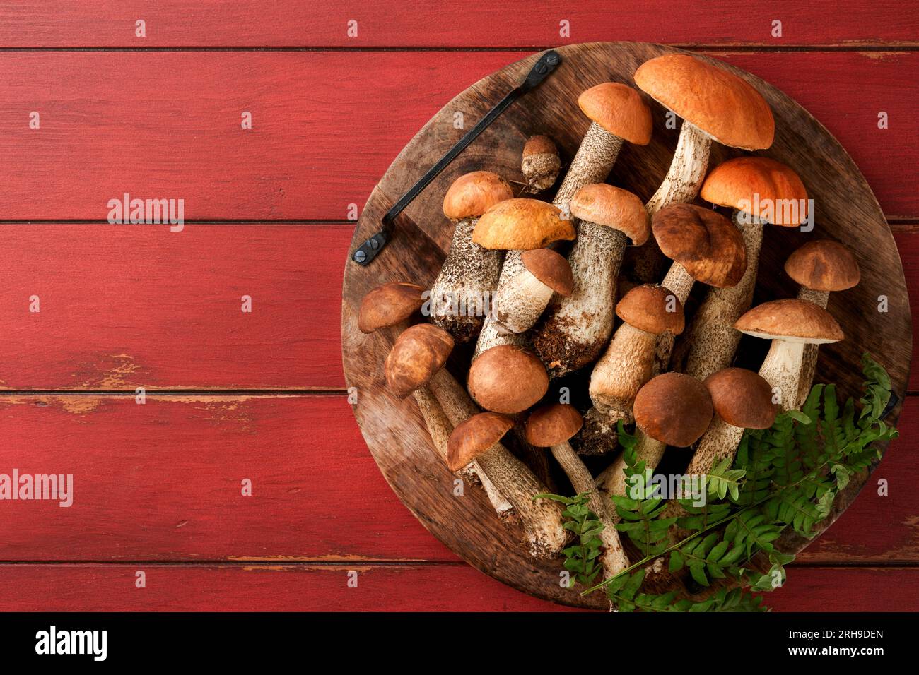 Champignon porcini ou champignon un boletus à chapeau orange sur de vieux fonds de table en bois rustiques rouges. Nourriture forestière biologique. Concept de récolte d'automne. Frire comestible Banque D'Images