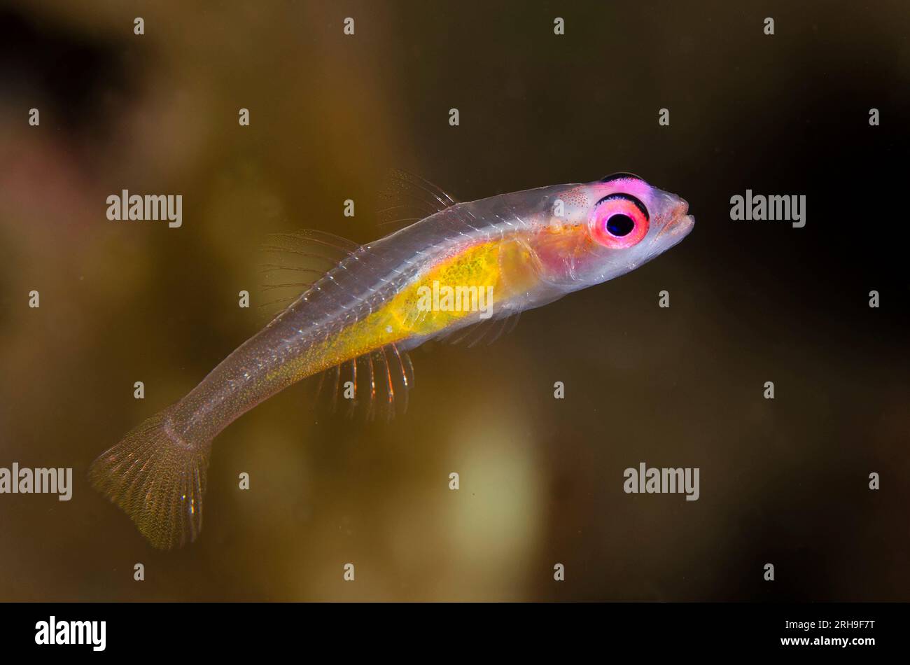 Redeye planant Goby, Bryaninops natans, site de plongée Liberty Wreck, Tulamben, Karangasem, Bali, Indonésie Banque D'Images