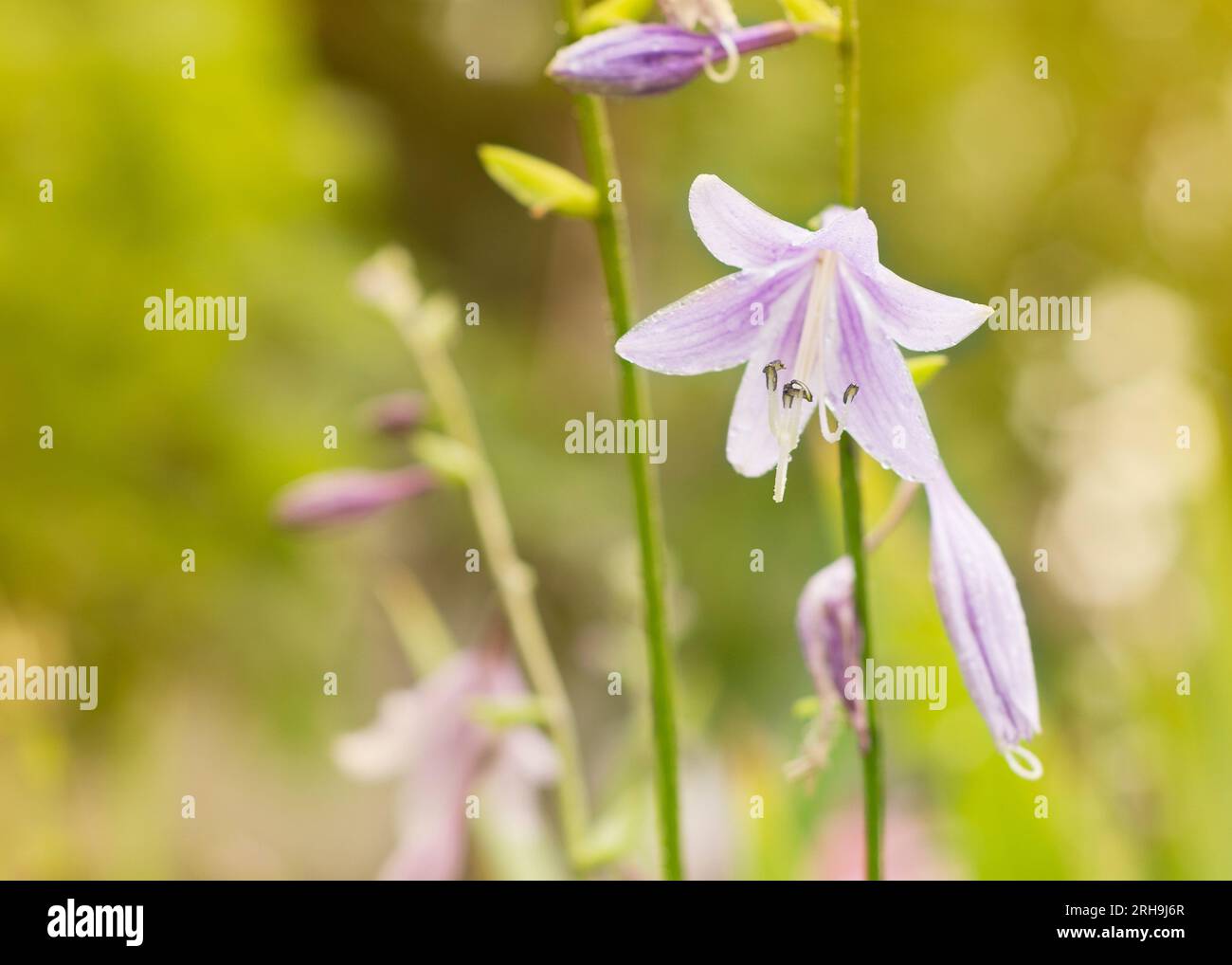 Bourgeons de Bellflowers violets en fleur gros plan 2 Banque D'Images