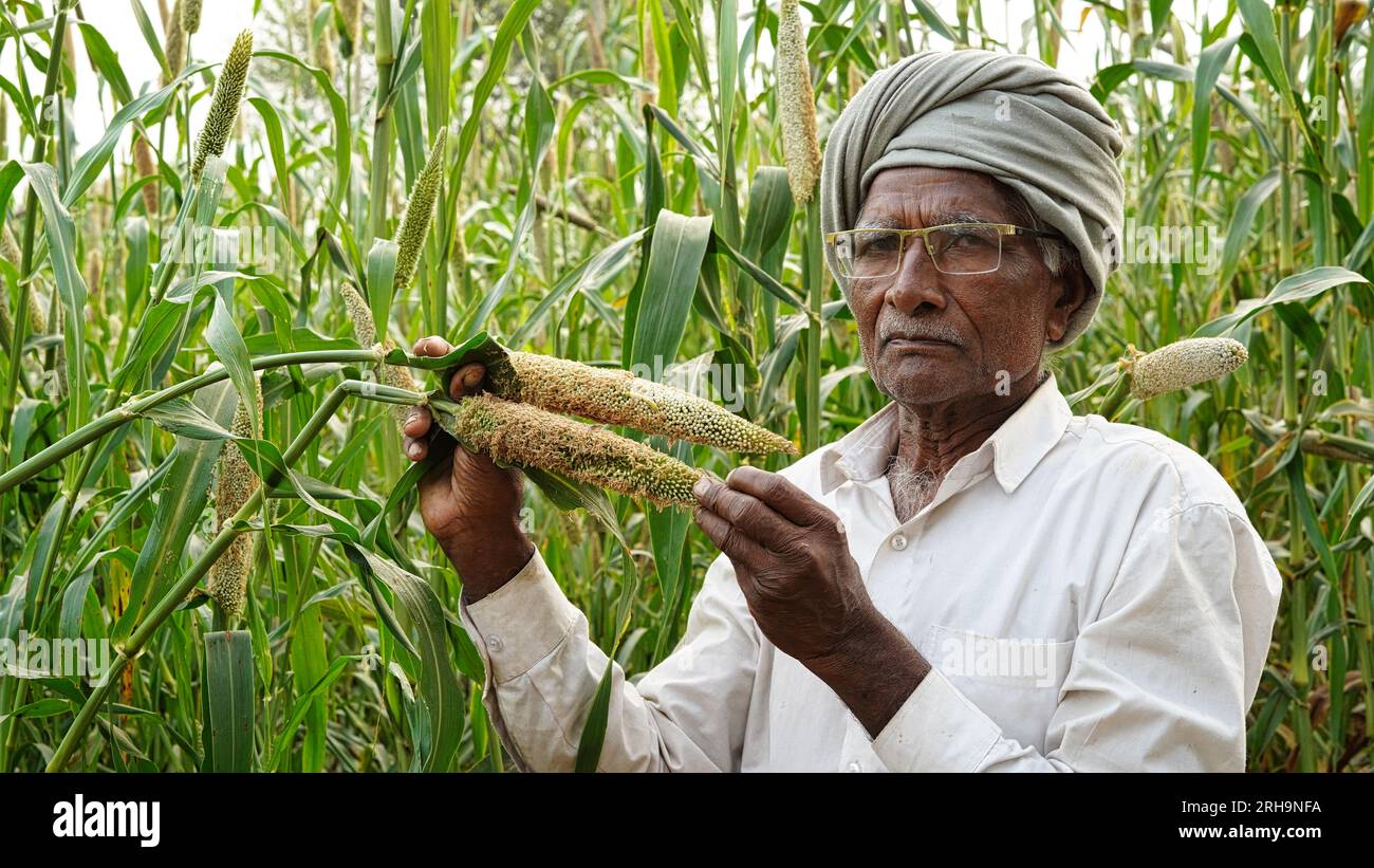 Agriculteur montrant des insectes ou des chenilles. une chenille mortelle a endommagé toute la récolte de bajra ou de millet perlé. Banque D'Images