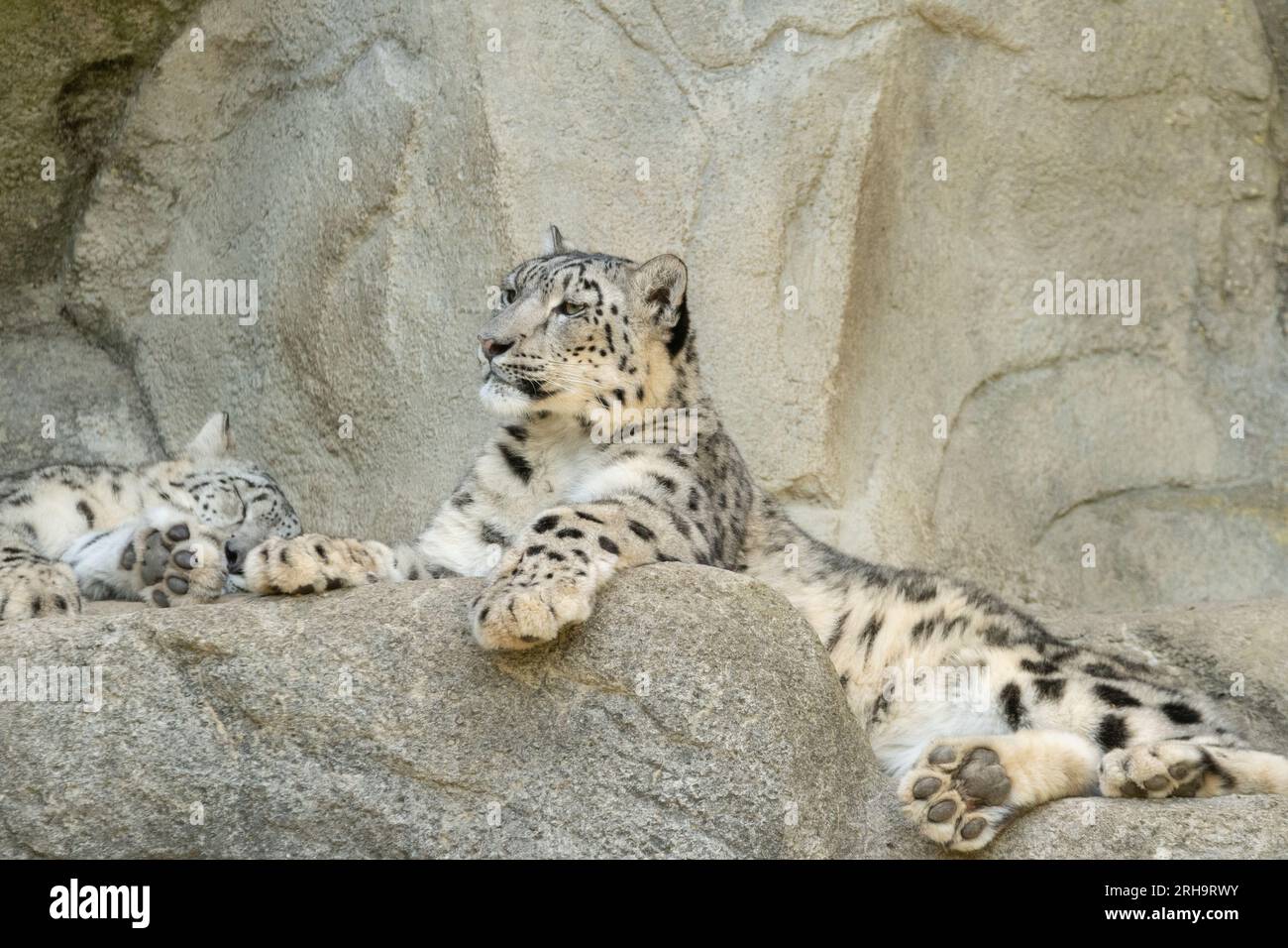 Zurich, Suisse, le 3 août 2023 Snow Leopard ou Panthera Unica se détend sur les rochers du zoo Banque D'Images