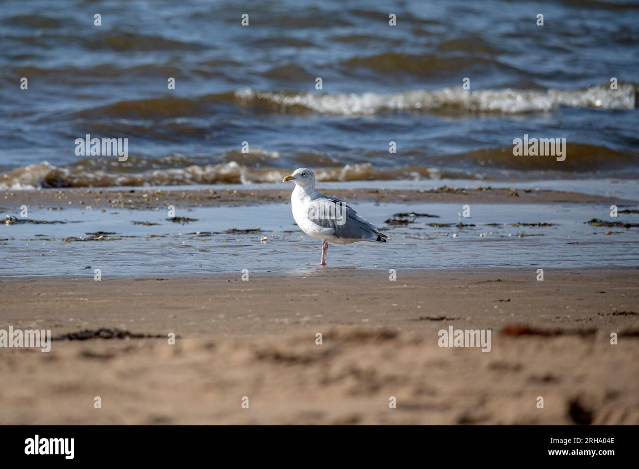 Seagull se dresse sur une plage de l'océan dans le sable et la lumière du matin en Suède Melbystrand. Banque D'Images