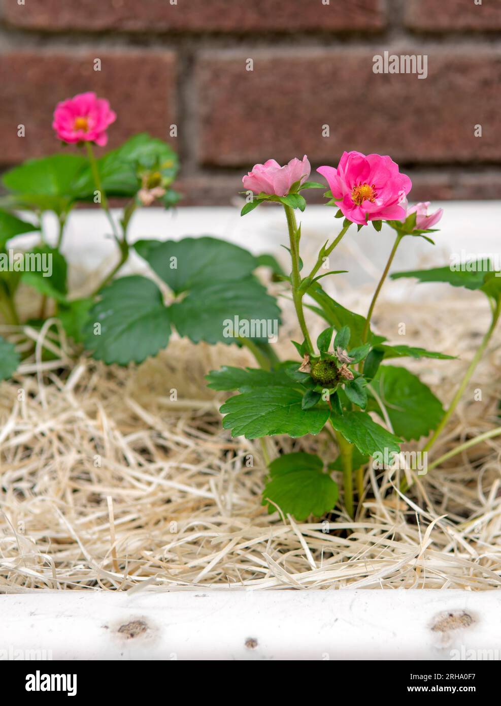 Belle fleur rose Ornamental Strawberry plante en fleur. Brise estivale variée. Banque D'Images