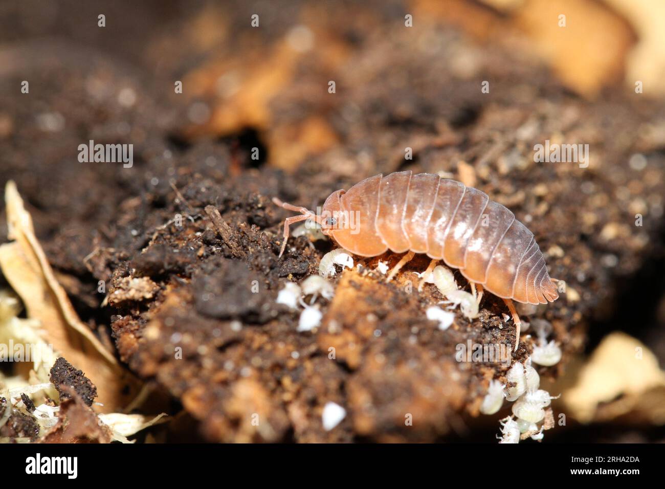 isopodes woodlouse punch bugs merulanella sp vietnam Banque D'Images