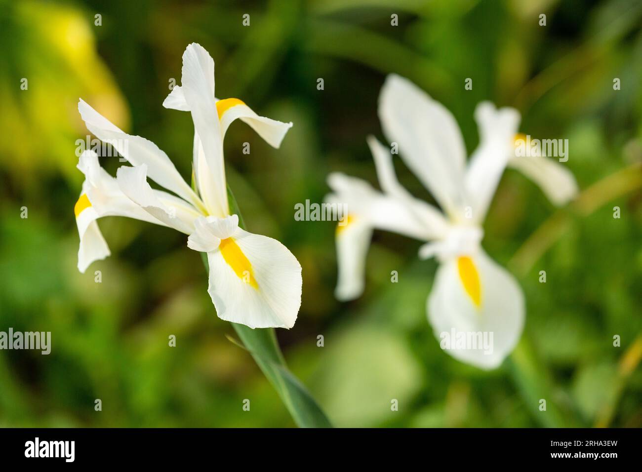 Iris « White Van Vliet » Banque D'Images