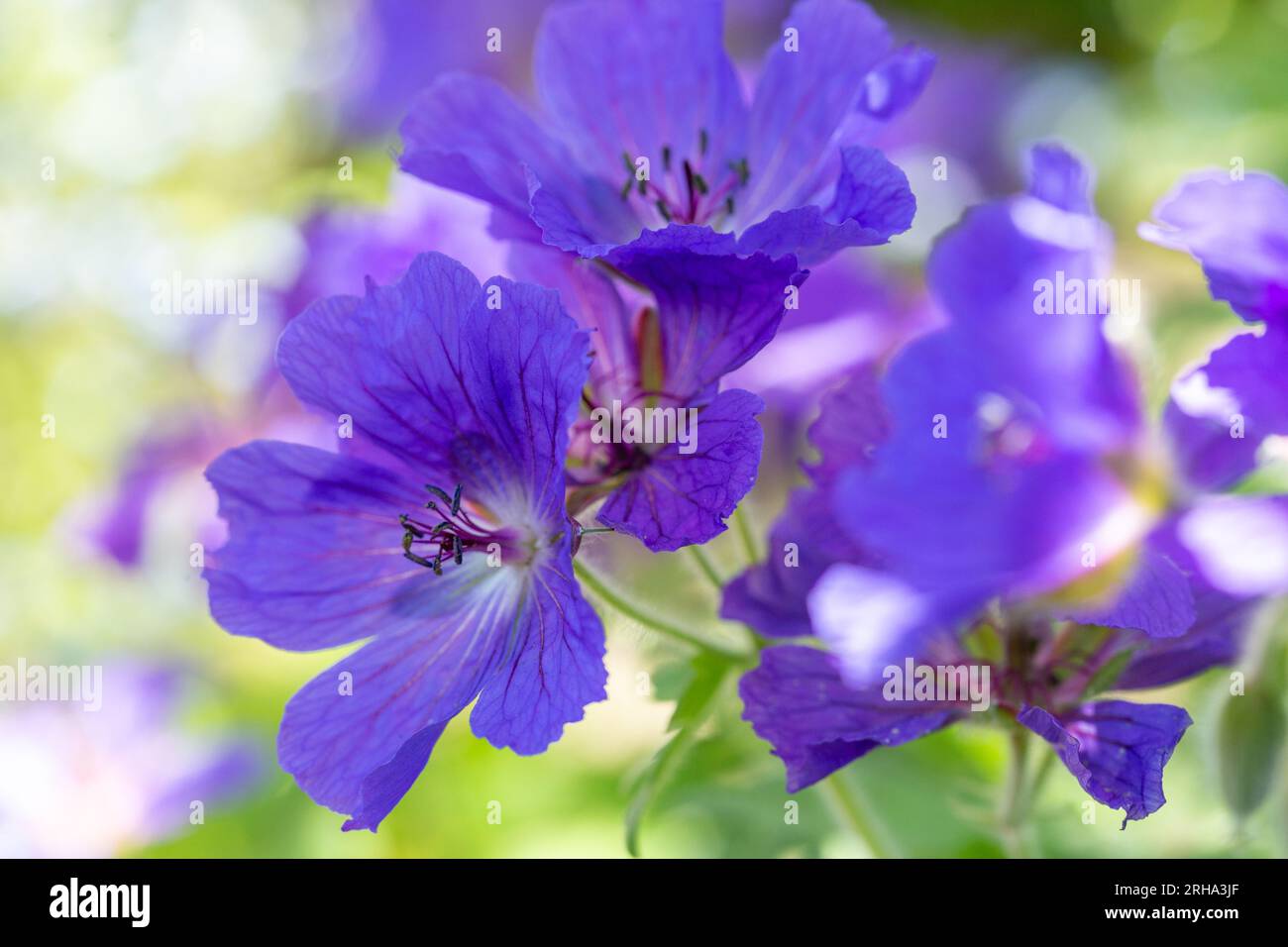 Fleur de géranium bleu dans un jardin écossais Banque D'Images