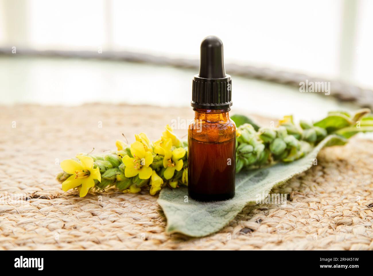 Teinture médicinale à base de plantes maison à base de Verbascum thapsus, la grande molène, la grande molène ou la molène commune. Branche de fleur jaune avec pipette. Banque D'Images