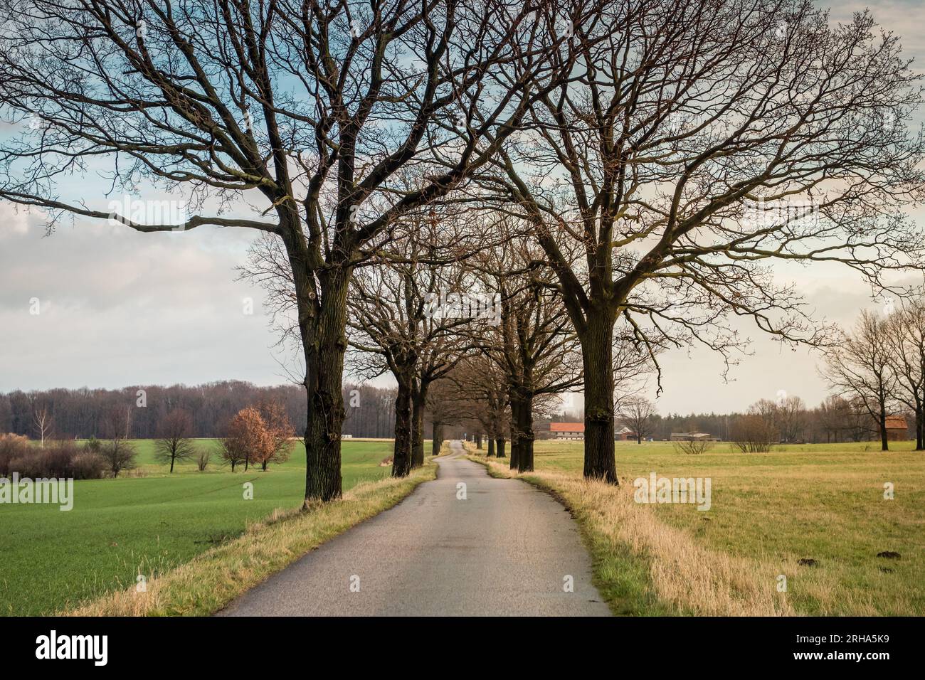 Route d'une voie droite à travers la campagne. Conduire à travers un bosquet dans la campagne allemande Banque D'Images