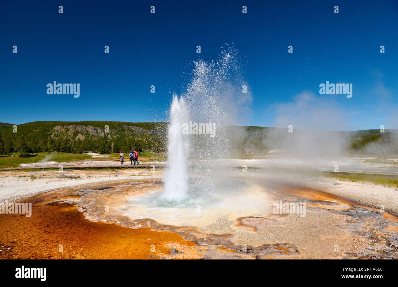 Erupting Tardy Geyser, Upper Geyser Basin, Yellowstone National Park, Wyoming, États-Unis d'Amérique Banque D'Images