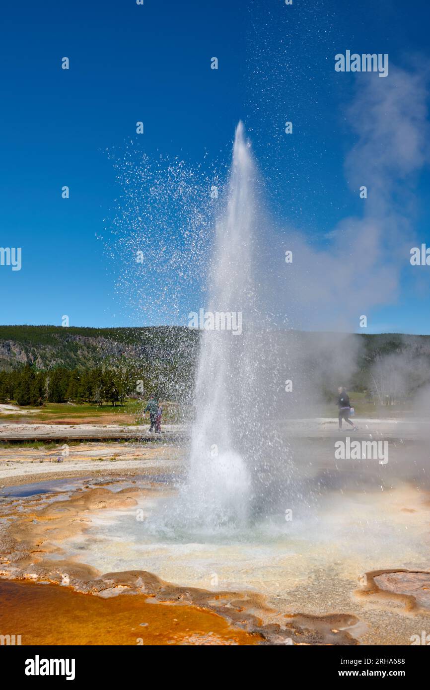 Erupting Tardy Geyser, Upper Geyser Basin, Yellowstone National Park, Wyoming, États-Unis d'Amérique Banque D'Images