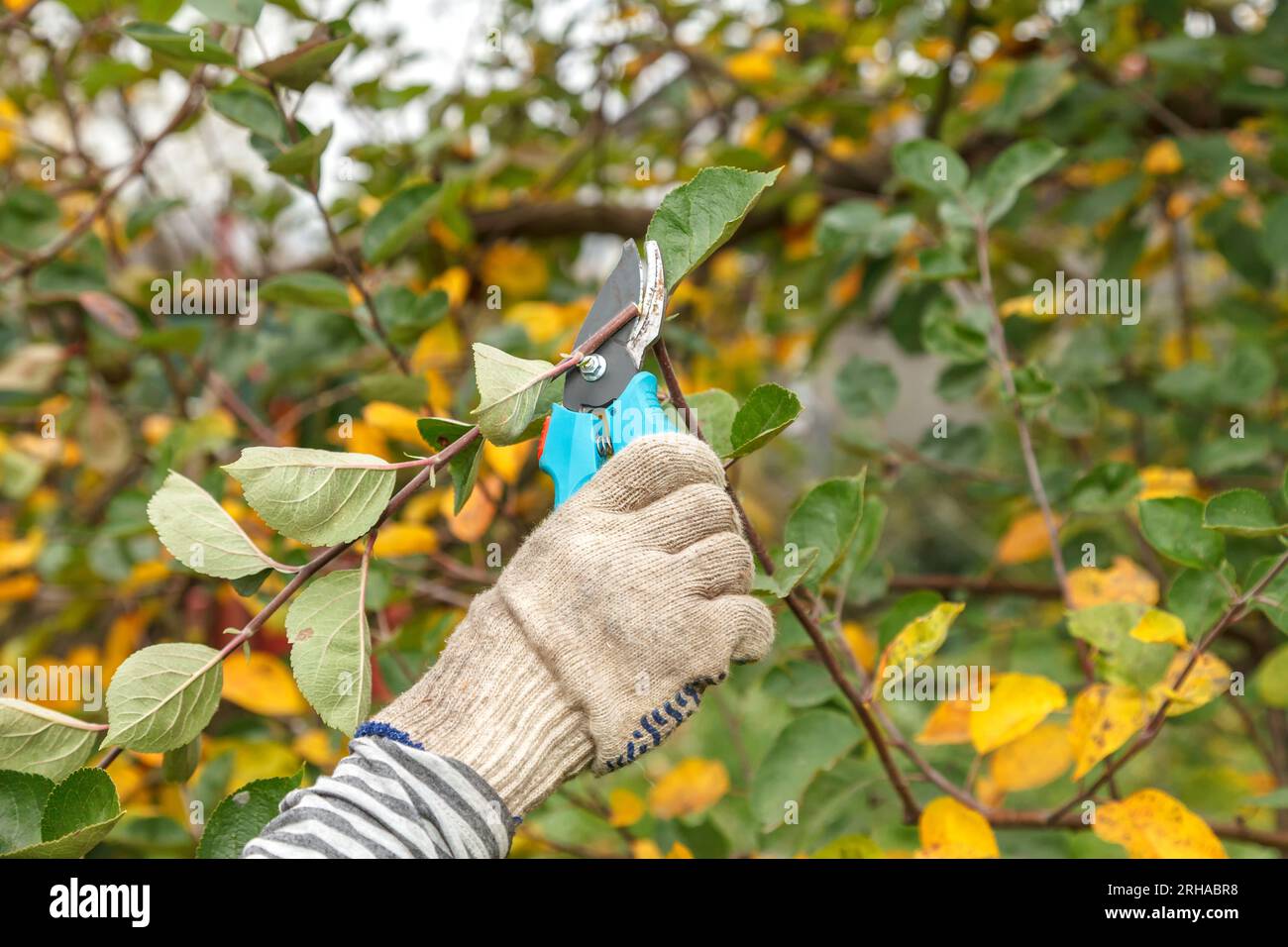 Élagage des arbres fruitiers. Ciseaux de jardin. Couper des branches  d'arbre avec une paire de ciseaux de jardin est une tâche courante pour un  jardinier Photo Stock - Alamy