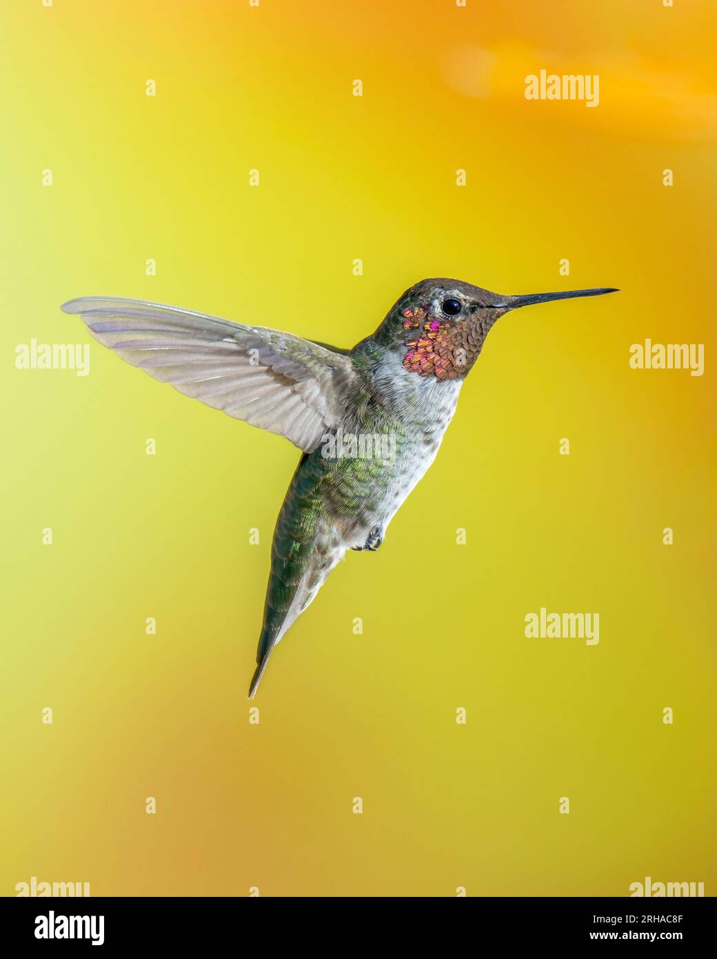 Le colibri d'Anna mâle en vol Banque D'Images