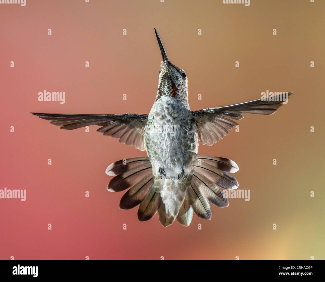 Le colibri d'Anna mâle immature en vol avec des plumes à queue évasée Banque D'Images