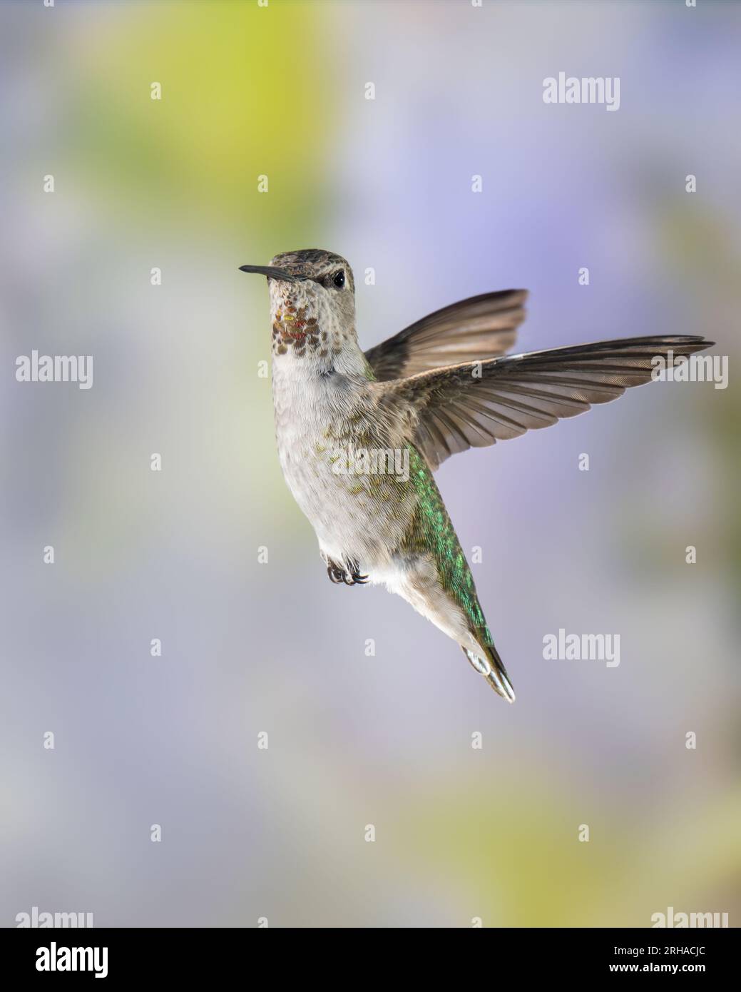 Le colibri d'Anna mâle immature en vol Banque D'Images