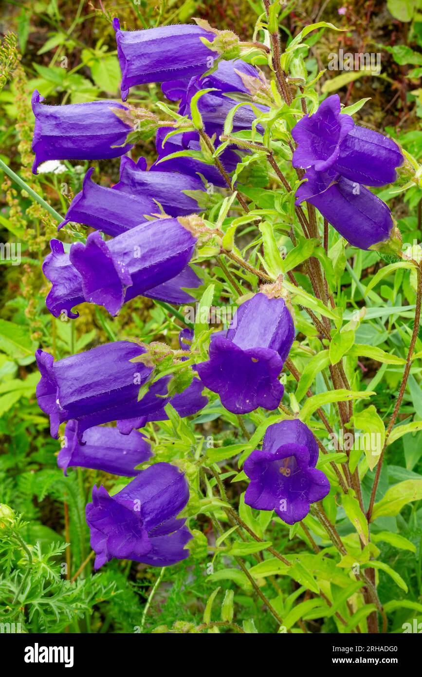 Vue rapprochée de Campanula violette ou bellflower faisant partie de la famille Campanulaceae des plantes à fleurs vues dans un jardin cottage en été. Banque D'Images