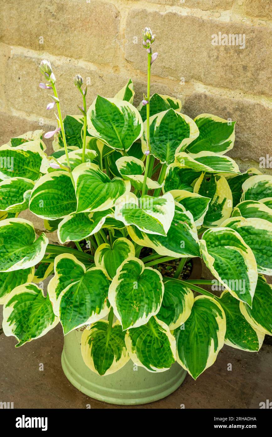 Feuilles de plante hosta Agavoideae plante herbacée vivace originaire du nord-est de l'Asie cultivée comme plantes tolérantes à l'ombre, sur un patio avec mur. Banque D'Images