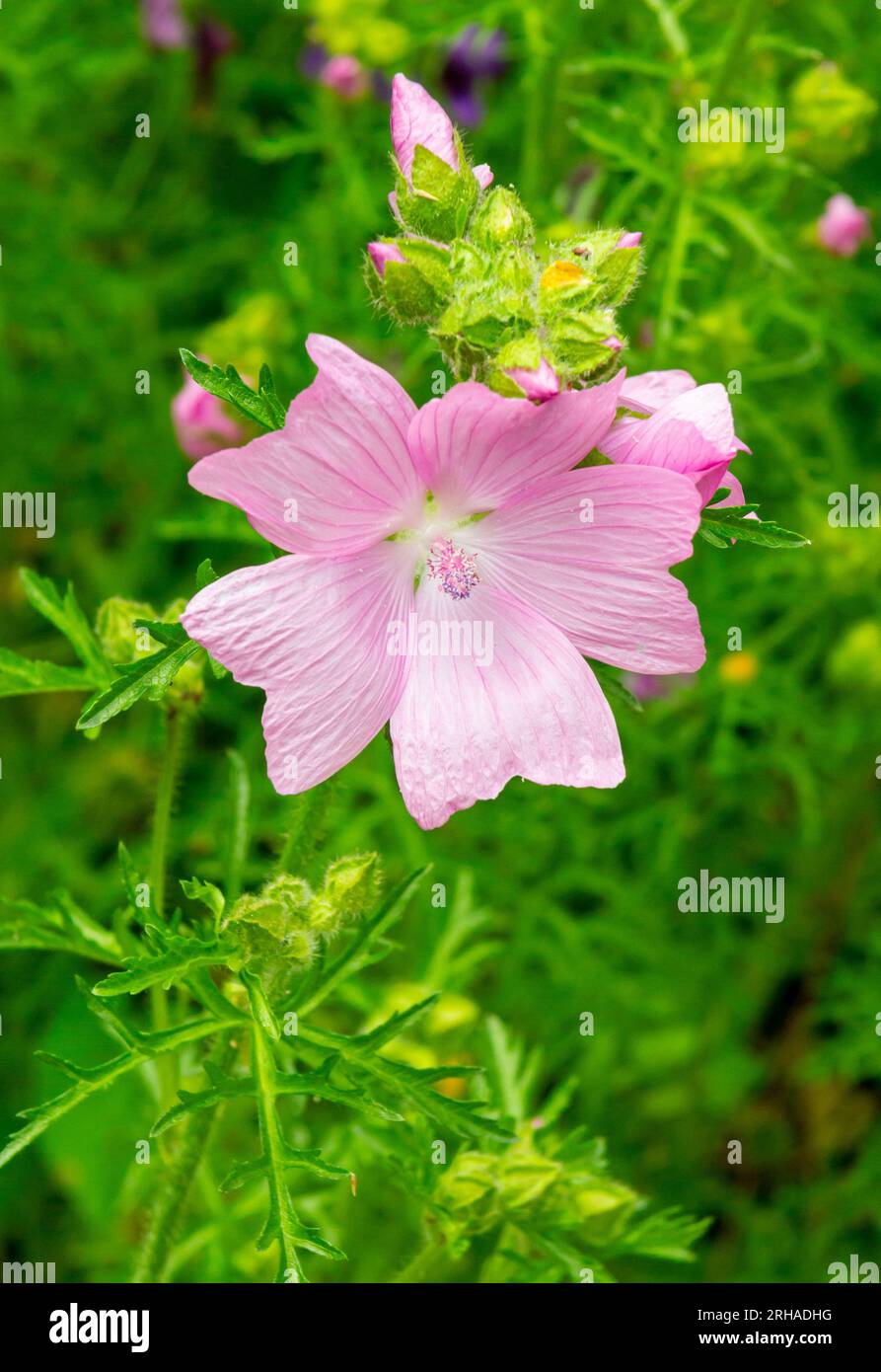 Vue rapprochée des fleurs de mauve également connues sous le nom de Malva un genre de plantes herbacées annuelles, biennales et pérennes de la famille des Malvaceae. Banque D'Images