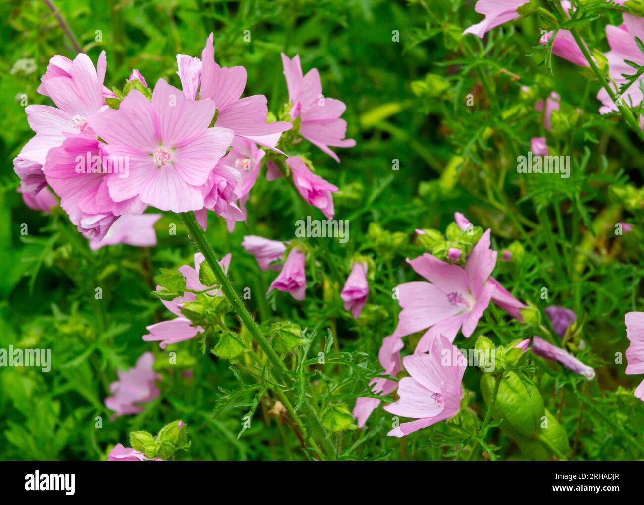 Vue rapprochée des fleurs de mauve également connues sous le nom de Malva un genre de plantes herbacées annuelles, biennales et pérennes de la famille des Malvaceae. Banque D'Images