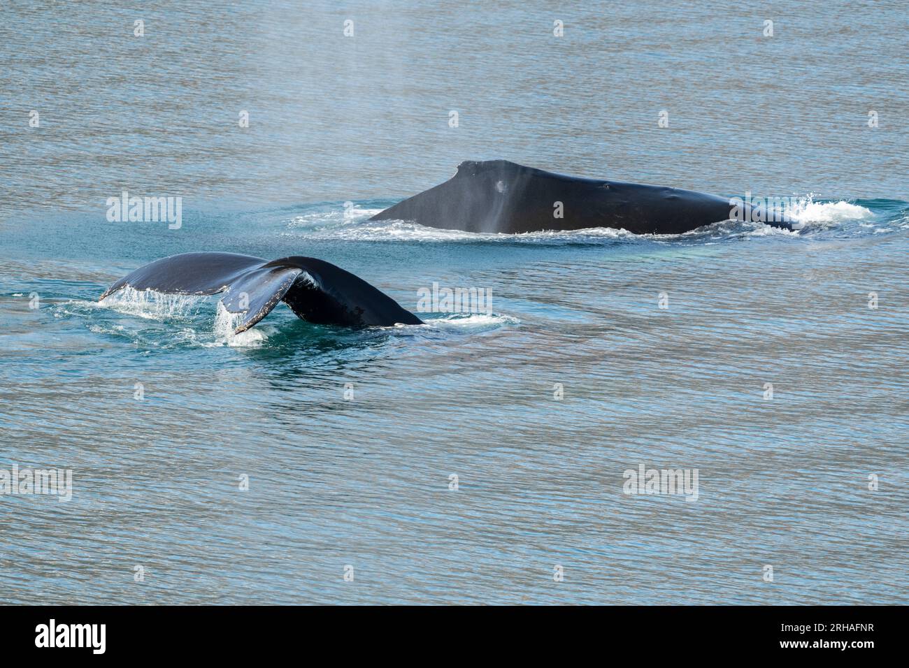 Groenland occidental, baie de Baffin, fjord d'Uummannaq. Baleines à bosse. Banque D'Images