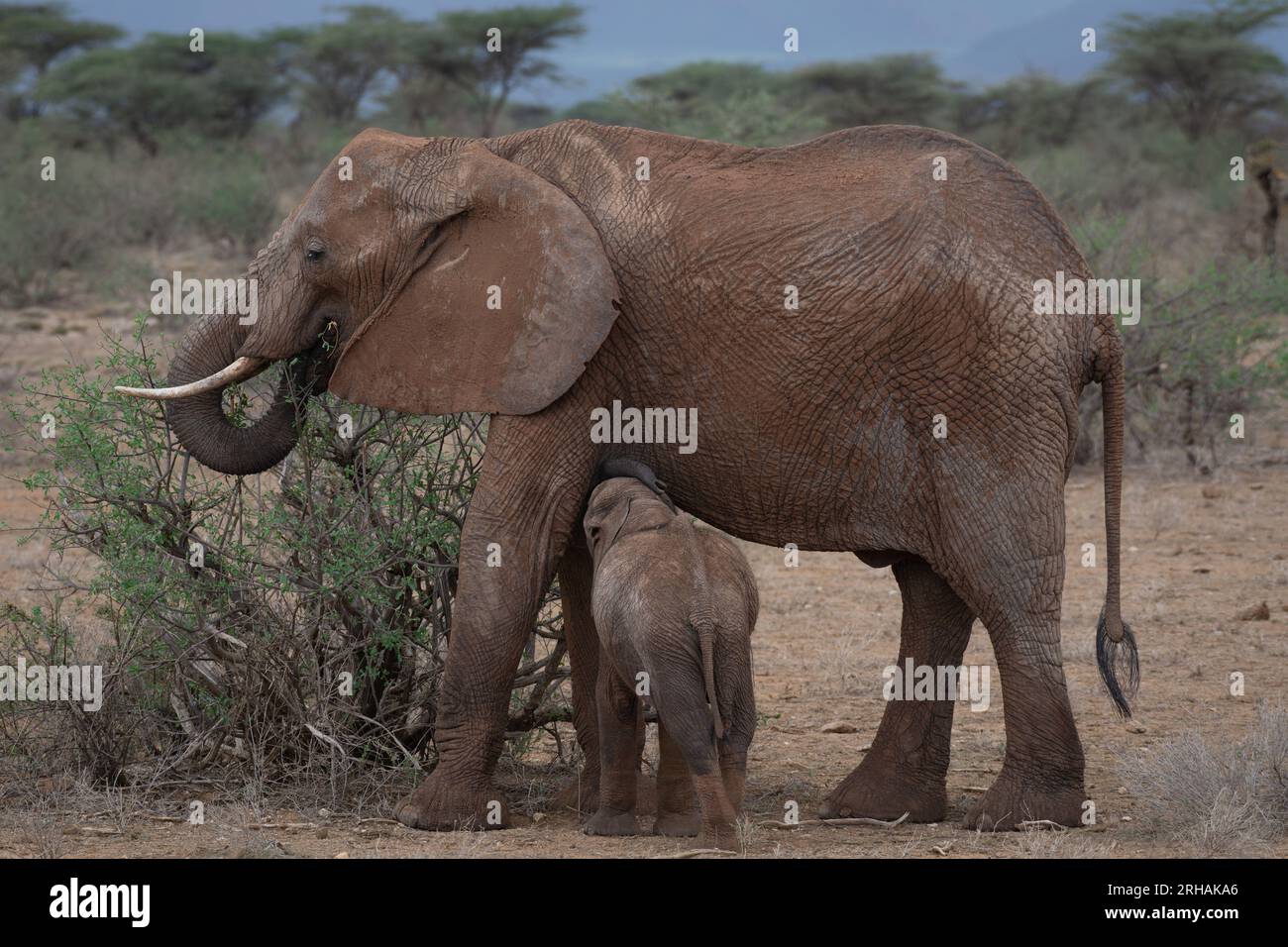 Mère allaitant bébé éléphant africain, Loxodonta africana, Elephantidae, Samburu Game Reserve, Kenya, Afrique Banque D'Images