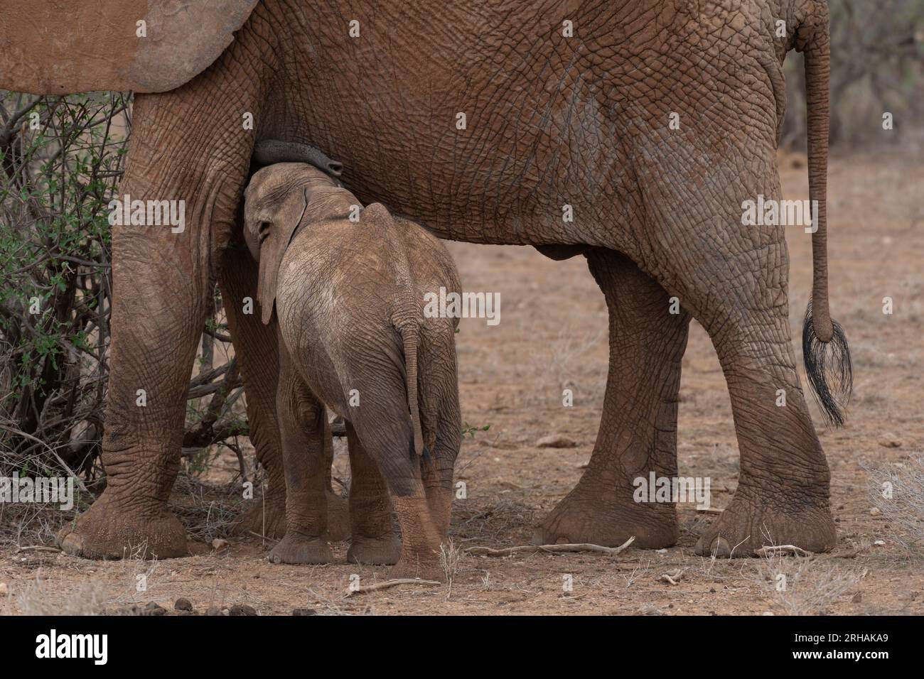Mère allaitant bébé éléphant africain, Loxodonta africana, Elephantidae, Samburu Game Reserve, Kenya, Afrique Banque D'Images