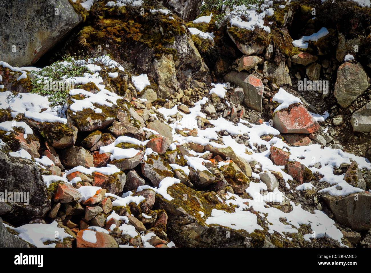 Un Buzzard de l'Himalaya survolant les pentes enneigées des montagnes à la recherche de proies quelque part dans le nord du Sikkim Banque D'Images