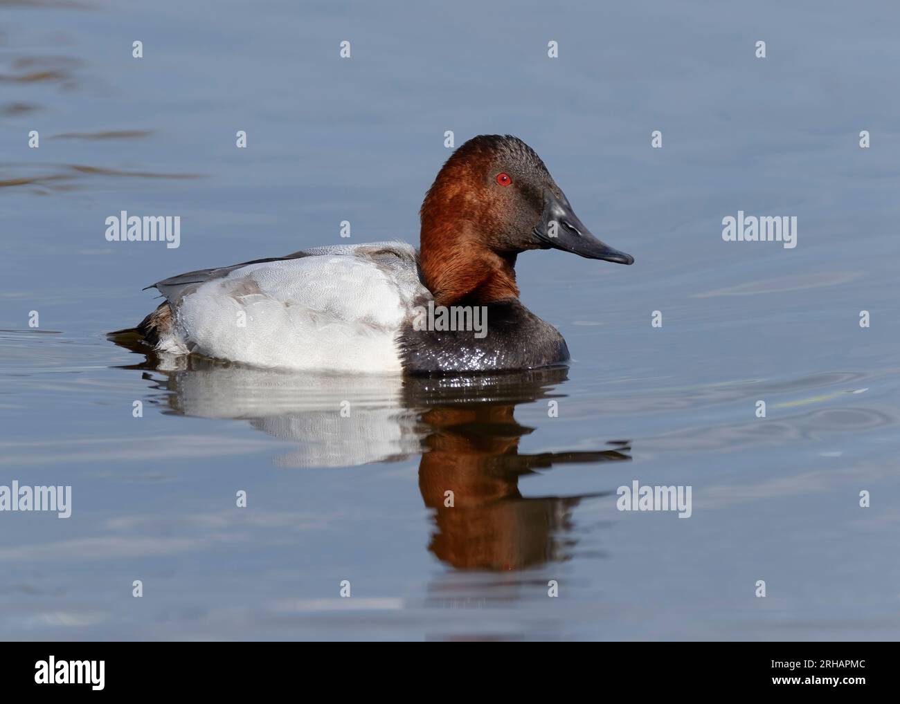 Canard canevas mâle (Aythya valisineria) nageant dans la rivière Choptank, Cambridge, Maryland, États-Unis Banque D'Images