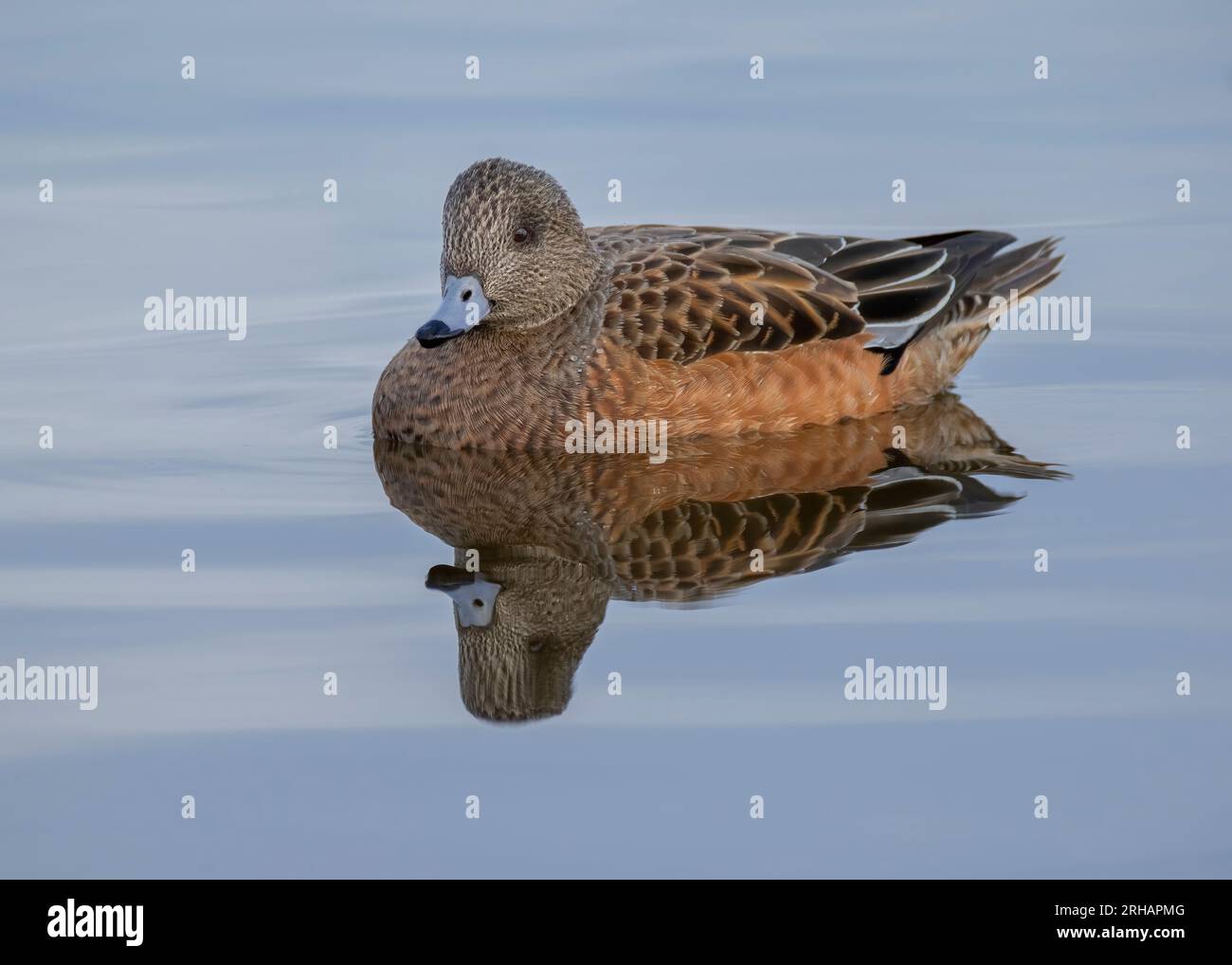 Femme américaine Wigeon nageant dans la rivière Choptank, Cambridge, Maryland Banque D'Images