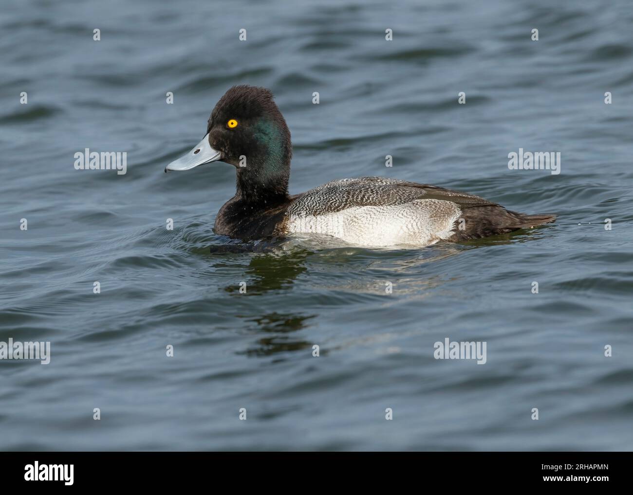 Mâle Scaup petit nageant dans la rivière Choptank, Cambridge, Maryland Banque D'Images