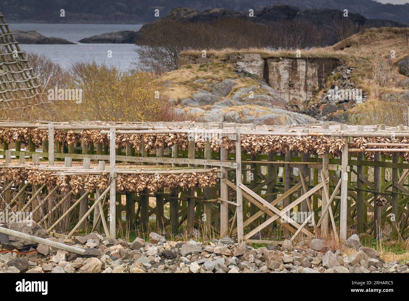 Des flocons de poisson (Hjell) recouverts de morue séchée dominent le mur du port dans la ville lofoten de Svolvær, le 9 mai 2023 Banque D'Images