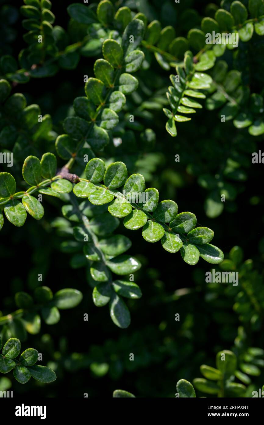 Operculicarya decaryi , haie germander feuilles - Nom latin - Teucrium x lucidrys. Banque D'Images