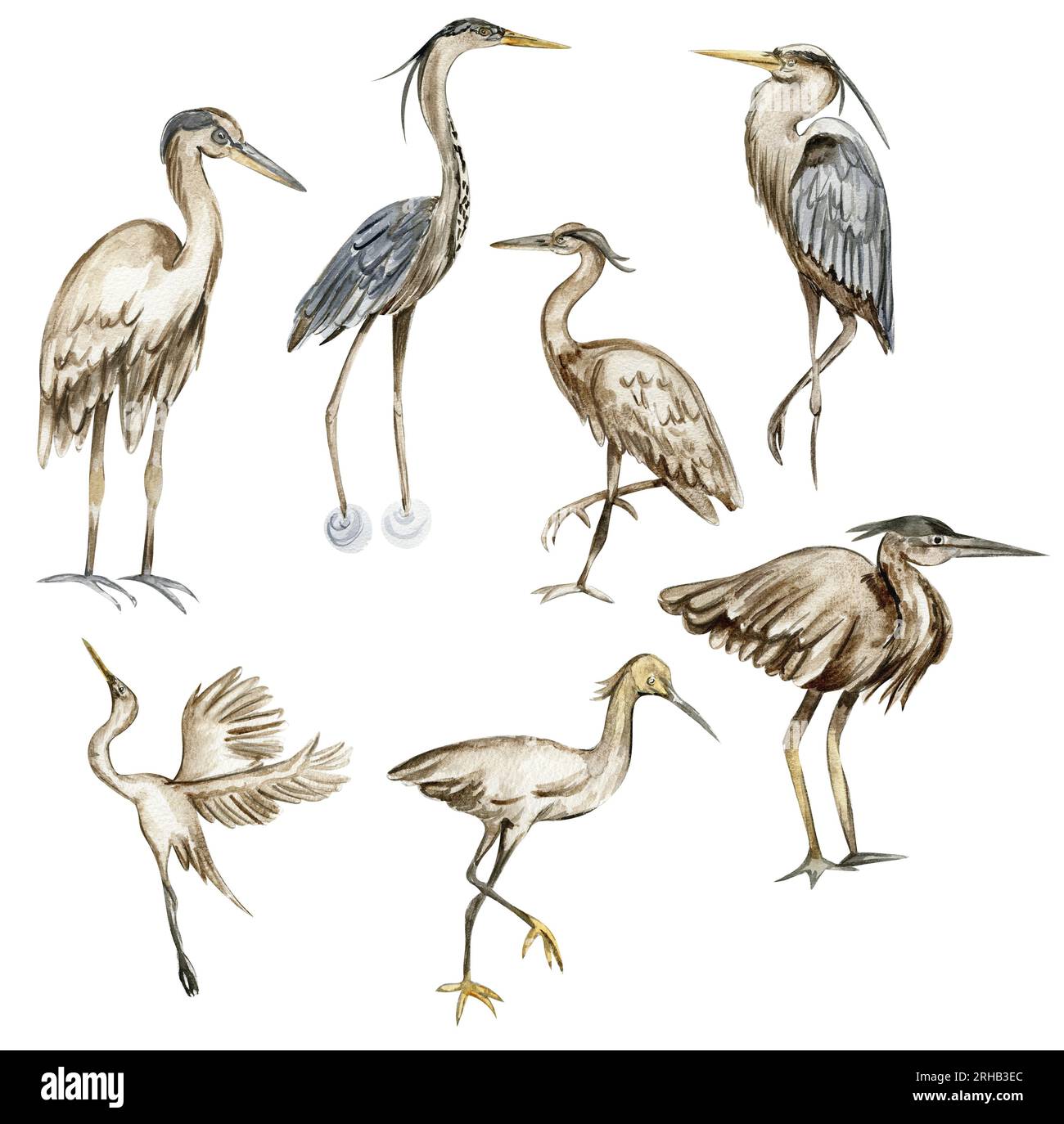 Aquarelle dessinée à la main héron oiseau. Illustration à l'aquarelle d'un animal sauvage. Parfait pour invitation de mariage, carte de voeux, affiches. Banque D'Images
